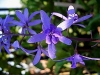 Purple Wreath, Sandpaper Vine - Petrea volubilis