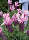 Lavender - Lavandula