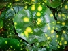 Leopard Plant - Farfugium japonicum &#039;Aureomaculata&#039;