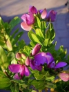 September Bush, Butterfly Bush, Purple Broom, Augustusbossie - Polygala