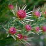 Conebush, Tolbos – Leucadendron