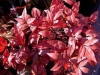 Nandina, Dwarf Heavenly Bamboo - Nandina domestica &#039;Pygmaea&#039;
