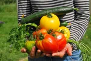Tips on growing popular summer vegetables