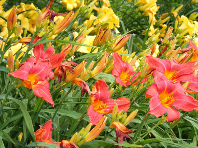 Small to medium-sized coastal plants