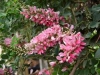River Indigo, Rivierverfbos, umsipane, umnukambida - Indigofera jucunda