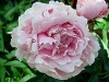 Chinese Peony - Paeonia lactiflora Hybrids