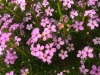 Confetti Bush, Cape May, Aasbossie, Klip Buchu - Coleonema