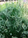Fescue Grass - Festuca
