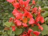 Pride-of-De-Kaap, Vlam-van-die-vlakte - Bauhinia galpinii