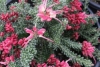 Grevillea - Grevillea &#039;Mount Tamboritha&#039;
