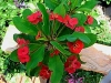 Crown of Thorns - Euphorbia milii