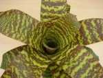 Bromeliad, Flaming Sword, Urn Plant - Vriesea