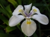 Wild Iris, Wilde-Iris, Isiqungasehlati - Dietes
