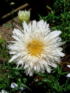 Shasta Daisy, Shastamadeliefie  –  Leucanthemum x superbum