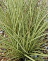 Sedges - Carex