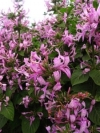 Ribbon Bush, Lintbos, Seeroogblommetjie, uhlonyane, uhlololwane - Hypoestes aristata