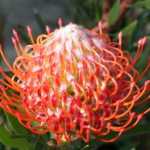 Pincushion, Speldekussing – Leucospermum