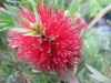 Dwarf Bottle Brush - Callistemon citrinus &#039;Little John&#039;