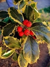 Common Holly, European Holly, English Holly - Ilex aquifolium