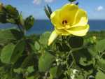 Yellow Bauhinia, Geelbeesklou, IsiThibathibana - Bauhinia tomentosa