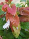 Shrimp Plant, False Hop, Krewelplant - Justicia brandegeeana (=Beloperone guttata)