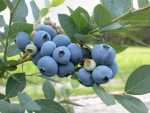 Blueberries, Bloubessies, amajingijolo, maberebere - Vaccinium