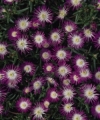 Ice Plant - Delosperma floribunda &#039;Sequins&#039;