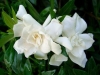 Gardenia, Cape Jasmine - Gardenia augusta