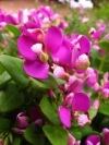 September Bush, Butterfly Bush, Purple Broom, Augustusbossie - Polygala