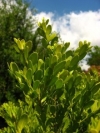 Boxwood, Cape Box, Afrikanse Buksboom, iGalagala, umGalagala, Umphicamaguma - Buxus macowanii