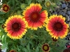 Blanket Flower, Indian Blanket, Kombersblom - Gaillardia X grandiflora