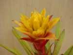 Scarlet Star, Tufted Airplant - Guzmania
