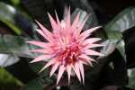 Urn Plant - Aechmea
