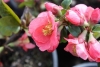 Flowering Quince, Japonica - Chaenomeles japonica