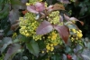 Oregon Grape, Holly Mahonia - Mahonia aquifolium