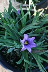 Blue-eyed Grass - Sisyrinchium x bellum &#039;E. K. Balls&#039;