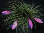 Bromeliad, Pink Quill, Blue-Flowered Torch - Wallisia