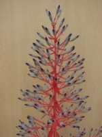 Portea Bromeliad - Portea