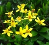 Wild Cineraria, Geelblom - Cineraria saxifraga