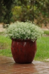Garden Spurge, Graceful Sandmat, Large-Spotted  Spurge,  Milk  Purslane, Tropical Euphorbia - Euphorbia hypericifolia