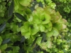 Sand Olive, Hop Bush, Sandolien, Ysterhout - Dodonaea viscosa angustifolia