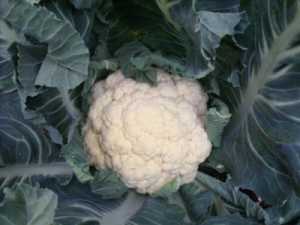 Easy to grow winter vegetables