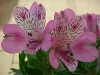 Inca Lily, Peruvian Lily - Alstroemeria aurantiaca