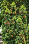 Common Yew, English Yew, European Yew - Taxus baccata