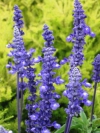 Mealy Blue Sage, Mealy Sage, Mealycup Sage, Blue Sage - Salvia farinacea