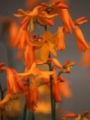 Falling stars, Valentine Flower, Montbretia, Vallende Sterretjies, Waaierlelie, Umlunge, Udwendweni - Crocosmia aurea