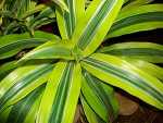 Corn Plant, Dragon Tree – Draceana