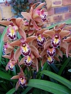 Boat Orchid - Cymbidium
