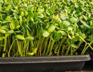 Growing microgreens at home