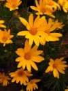Wild Daisy Bush, Harpuisbos - Euryops